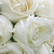 fiori